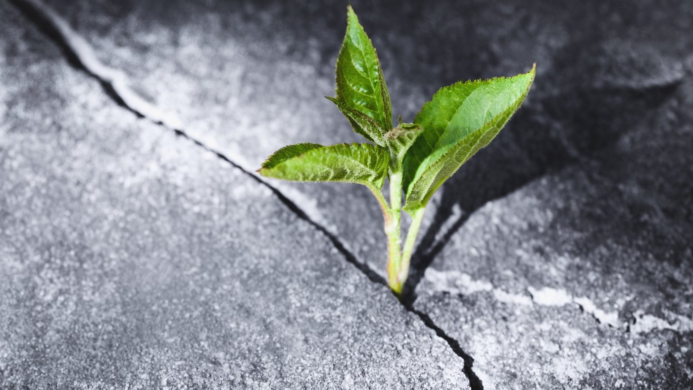 A single small plant growing through a crack in concrete, reaching for light