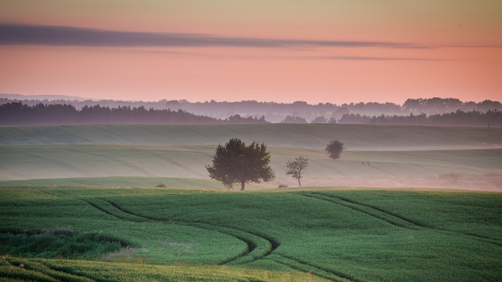 Misty green fields at dawn with a lone tree, calm and still