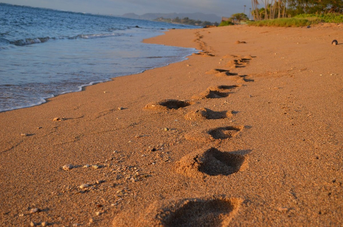 A line of footprints in the sand along the water's edge