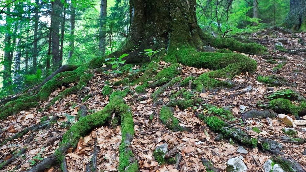 Moss-covered tree roots spreading across a woodland floor