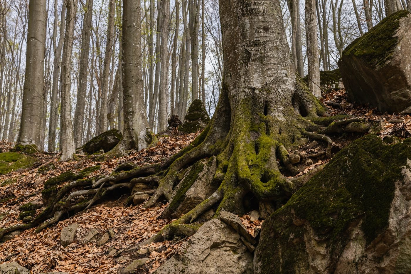 The mossy roots of a mature tree spreading over rock